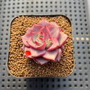 Echeveria 'Raphael' 2" Succulent Plant Cutting