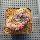 Echeveria 'Gold Work' 3" Cluster New Hybrid Succulent Plant Cutting