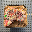 Echeveria 'Gold Work' 3" Cluster New Hybrid Succulent Plant Cutting