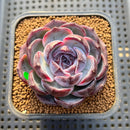 Echeveria 'Dark Opal' 2" Succulent Plant Cutting