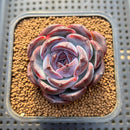 Echeveria 'Dark Opal' 2" Succulent Plant Cutting