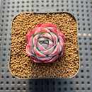 Echeveria 'Pink Bayan' 1" Succulent Plant Cutting