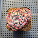 Echeveria Chihuahuaensis 2" Succulent Plant Cutting