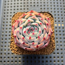 Echeveria Chihuahuaensis 2" Succulent Plant Cutting