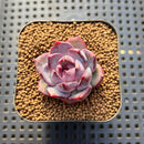 Echeveria 'Wild Strawberry' 2" Succulent Plant Cutting