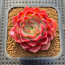 Echeveria 'Shishiming' 2" Succulent Plant Cutting