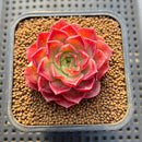 Echeveria 'Shishiming' 2" Succulent Plant Cutting