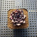 Echeveria 'Black Zaragoza' 1" Succulent Plant Cutting