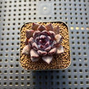 Echeveria 'Black Zaragoza' 1" Succulent Plant Cutting