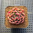 Echeveria 'Sunny' 2" Succulent Plant Cutting