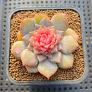 Echeveria 'Blossoming' Jelly Type 2" Succulent Plant Cutting