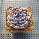 Echeveria 'Gemstone' Type B 2" Succulent Plant Cutting