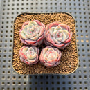 Echeveria 'Red Velvet' 2" Cluster Succulent Plant Cutting