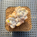 Graptoveria 'Bubble Bomb' 2" Succulent Plant Cutting