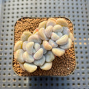 Graptoveria 'Bubble Bomb' 2" Succulent Plant Cutting