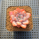 Echeveria 'Miss Jin' 2" Succulent Plant Cutting