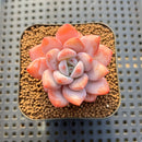 Echeveria 'Miss Jin' 2" Succulent Plant Cutting