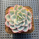 Echeveria 'Peaches & Cream' 2" Succulent Plant Cutting