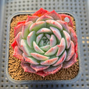 Echeveria 'Secret' 2" Succulent Plant Cutting