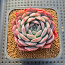 Echeveria 'Secret' 2" Succulent Plant Cutting