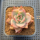 Echeveria Agavoides 'Chimera' Variegated 2" Succulent Plant Cutting