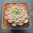 Echeveria 'Minima' Variegated 2" Succulent Plant Cutting