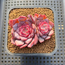 Echeveria 'Pumpkin' Jelly Type 2" Succulent Plant Cutting