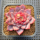 Echeveria 'Pumpkin' Jelly Type 2" Succulent Plant Cutting
