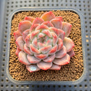 Echeveria 'Watermelon' 2" Succulent Plant Cutting