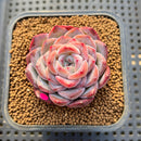 Echeveria 'Unipink' 2" New Hybrid Succulent Plant Cutting