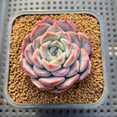 Echeveria 'Unipink' 2" New Hybrid Succulent Plant Cutting