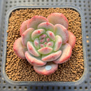 Echeveria 'Ariel' 2" Succulent Plant Cutting