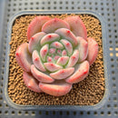 Echeveria 'Ariel' 2" Succulent Plant Cutting
