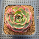 Echeveria 'Pink Flora' 2" Succulent Plant Cutting