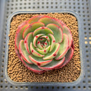 Echeveria 'Pink Flora' 2" Succulent Plant Cutting