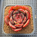 Echeveria 'Sunrise' 2" Succulent Plant Cutting
