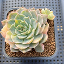 Echeveria Halbingeri Variegated 2" Succulent Plant Cutting