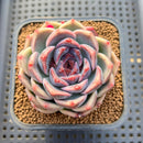 Echeveria 'Lavender Rose' 2" Succulent Plant Cutting