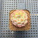 Echeveria 'White Farm' 1" Succulent Plant Cutting