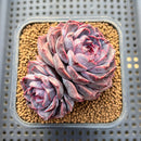 Echeveria 'Yasmin' 2" Succulent Plant Cutting