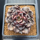 Echeveria 'Super Bowl' 4" Succulent Plant Cutting