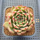 Echeveria Agavoides 'Morgain' Variegated 2" Succulent Plant Cutting