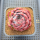 Echeveria 'Casio' Variegated 2" Succulent Plant Cutting