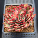 Echeveria Agavoides 'Maria' Variegated 4" Succulent Plant Cutting