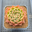 Echeveria 'Spicy' 2" Succulent Plant Cutting