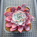 Echeveria sp. 3" Succulent Plant Cutting