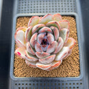 Echeveria Hybrid sp. 3"-4" Flower Village Original Hybrid Succulent Plant Cutting