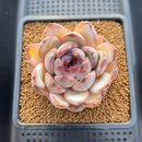 Echeveria Hybrid sp. 3"-4" Flower Village Original Hybrid Succulent Plant Cutting