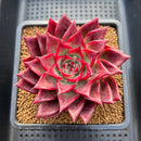 Echeveria Agavoides sp. 3"-4" Succulent Plant Cutting