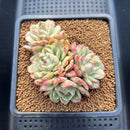 Echeveria Agavoides 'Ice Age' Variegated 4" Large Cluster Succulent Plant Cutting